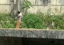 Una leona mata a un hombre que invadió su recinto en un zoológico de Brasil