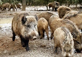 Pacma acusa a la caza y las macrogranjas de provocar la propagación «sin control» de la peste porcina