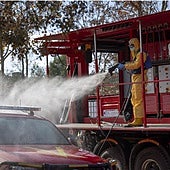 Europa recomienda contención en la lucha contra la peste porcina: «El virus mata mejor que el Ejército pegando tiros»