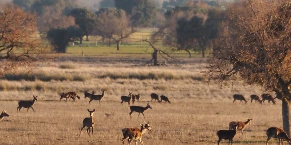 Primer preacuerdo en el Parque Nacional de Cabañeros para desbloquear la caza en las fincas privadas