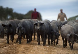La peste porcina africana y los 30 años de ruina que dejó en Extremadura: «Vamos a estar toda la vida temiendo que vuelva»