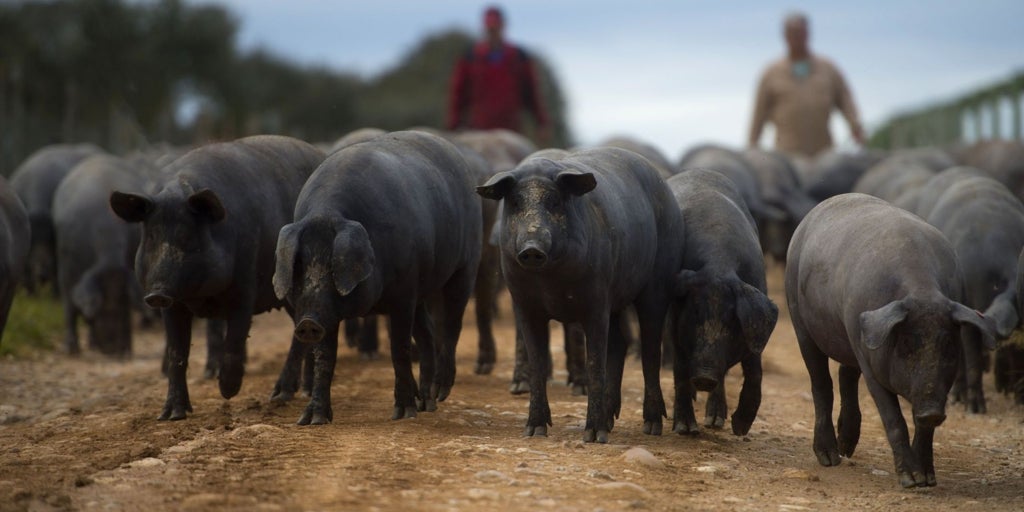 La peste porcina africana y los 30 años de ruina que dejó en Extremadura: «Vamos a estar toda la vida temiendo que vuelva»