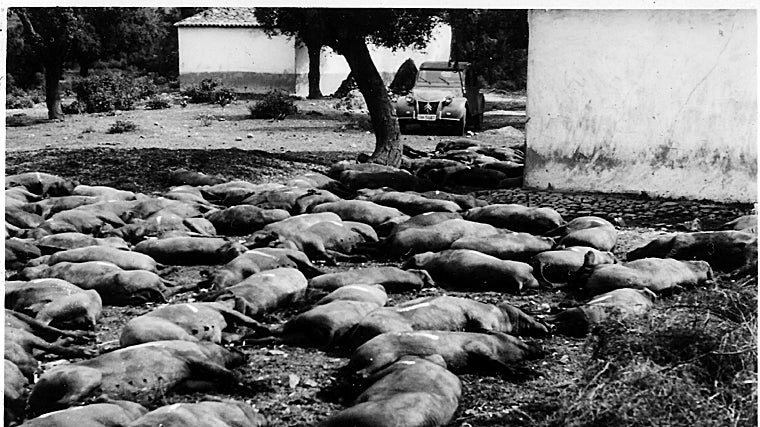 A farm in Badajoz with dozens of Iberian pigs killed by the plague