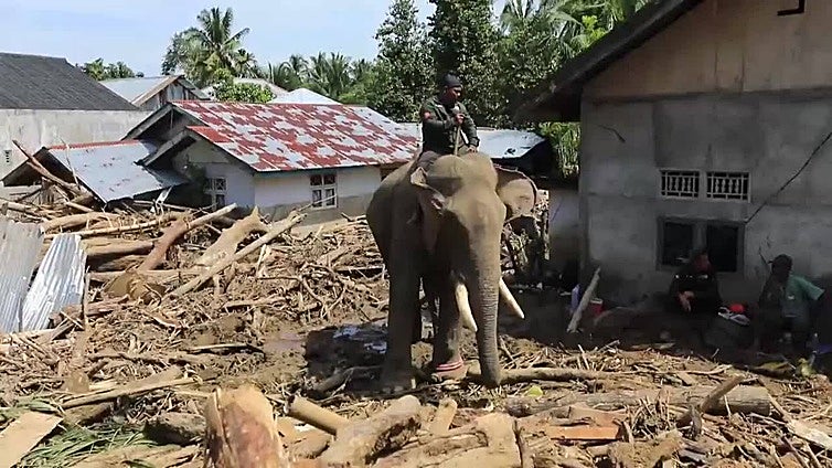 Elefantes de Sumatra ayudan a limpiar los escombros tras las mortíferas inundaciones en Indonesia