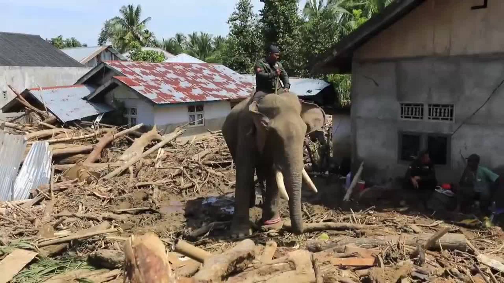 Elefantes de Sumatra ayudan a limpiar los escombros tras las mortíferas inundaciones en Indonesia