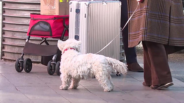 El turismo pet-friendly gana terreno en 2025 y redefine las condiciones de viaje