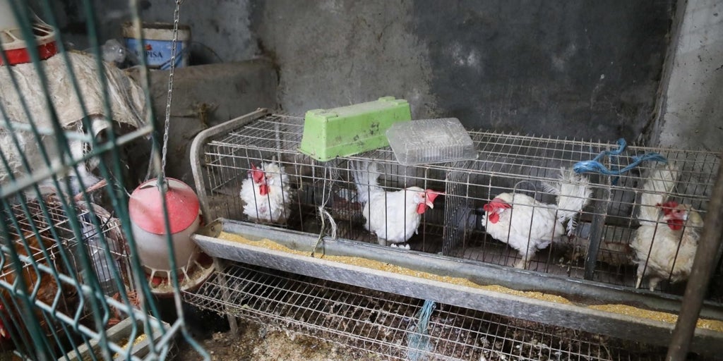 Reino Unido prohíbe las jaulas para gallinas y aturdir cerdos con C02 en una restrictiva ley de bienestar animal
