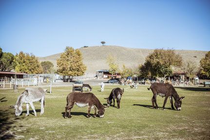 Algunos de los burros en la protectora Burrolandia de Tres Cantos