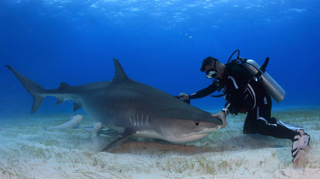 Nadar con tiburones e incluso darles de comer con la mano es lo que propone Karlos Simón