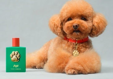 Del perfume de D&G al transportín de Vuitton: los accesorios de lujo más excéntricos para mascotas