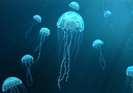 Así es la aplicación para saber en tiempo real las medusas que hay en las playas de España