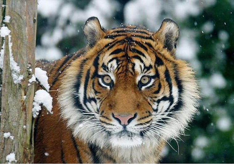 Usan cámaras y drones de control animal para espiar y acosar a mujeres en India