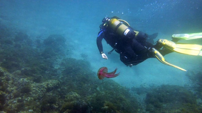 Submarinismo en Granada