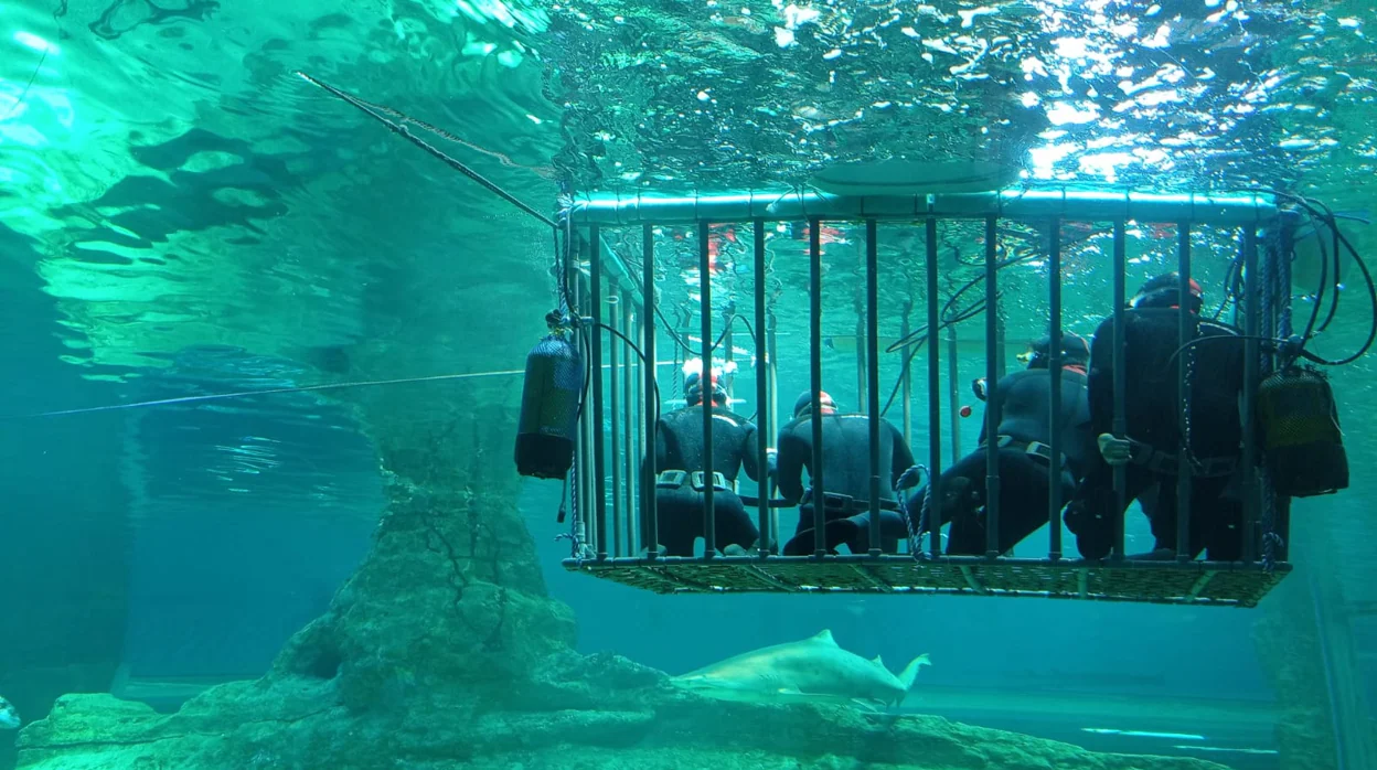 Buceando con tiburones en el Aquarium de Almería