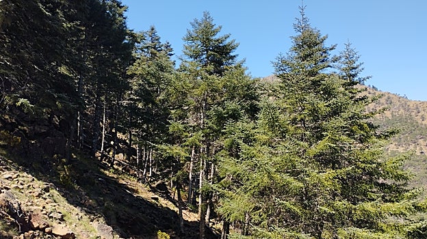 La naturaleza se expresa en Jubrique en todo su esplendor