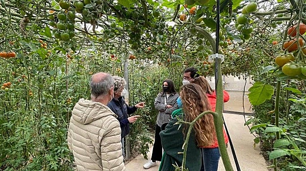 Recorrido por cultivos de tomate en las instalaciones de Clisol.