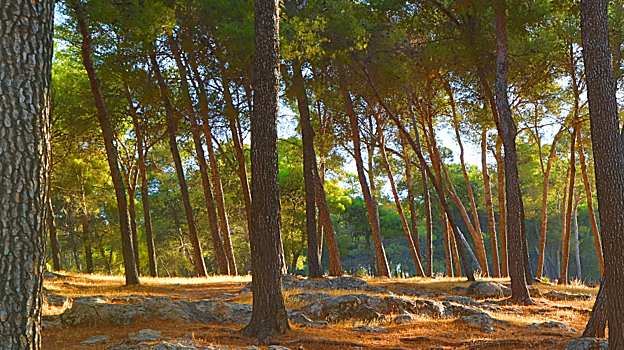 Los pinos dominan todo el paisaje característico de la sierra de San Pablo