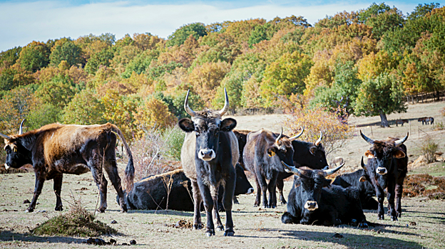 Uros en Paleolítico Vivo