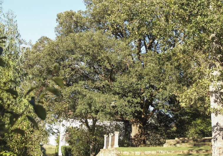 Esta encina cuatro veces centenaria es el Árbol del Año en España en 2023