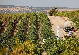 Ruta del vino en el Aljarafe sevillano