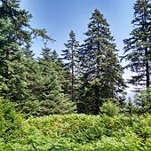 Los Reales de Sierra Bermeja, pasear en un bosque de pinsapos con vistas al Mar Mediterráneo