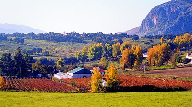 Cinco bodegas que puedes visitar en Málaga