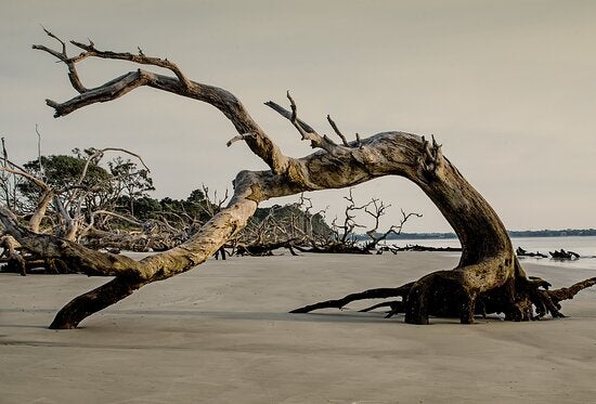 12 Driftwood Beach (Jekyll Island, Georgia)