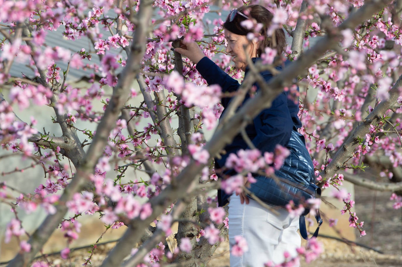 El fin de semana del 10 al 12 de marzo, cientos de visitantes han contemplado la floración en Cieza, que continuará hasta final de mes.