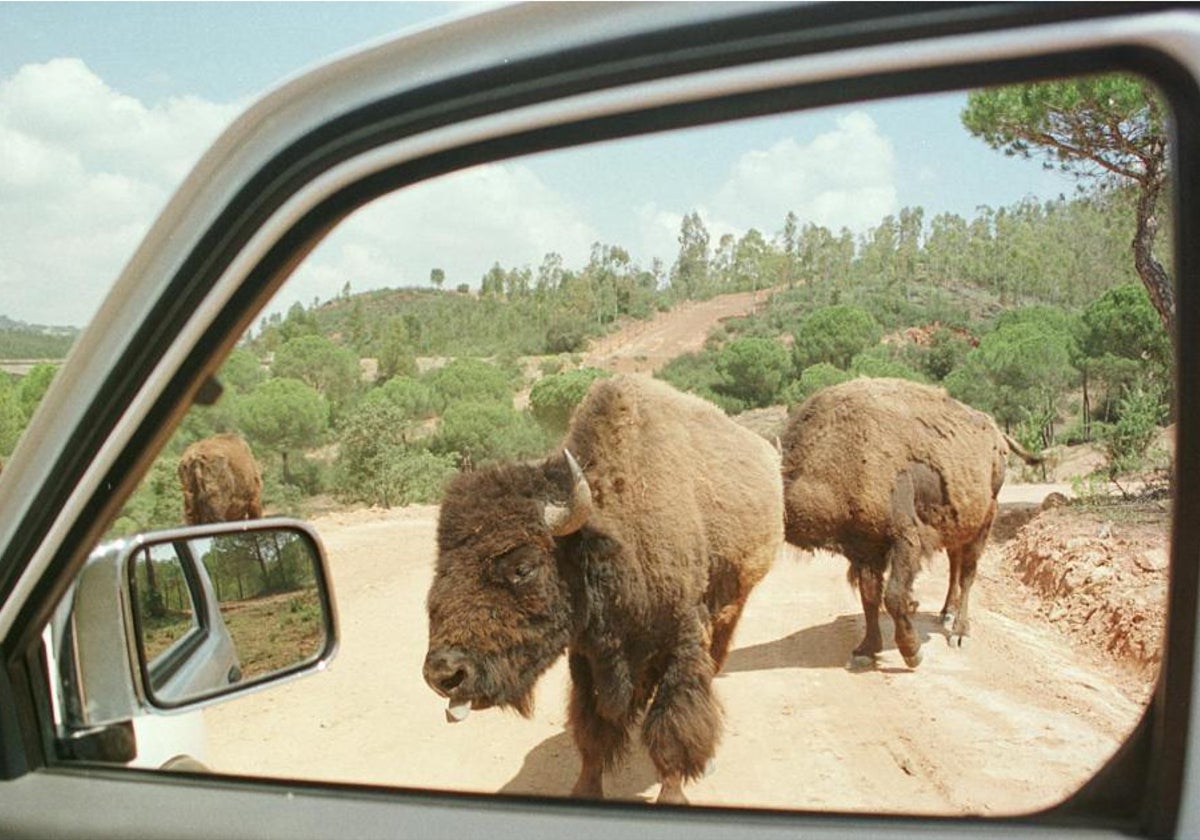 Animales durante el recorrido en la reserva natural del Castillo de las Guardas