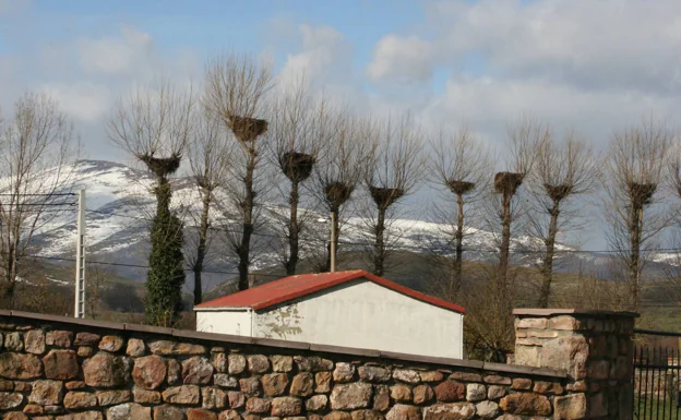 Las copas de los arboles, hogar de una nutrida colonia de cigüeñas en Villaescusa