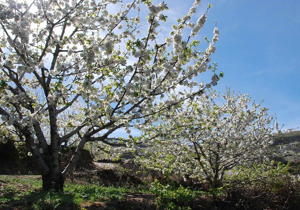 La Fiesta del Cerezo en Flor 2023 ya tiene fechas - Casa Rural