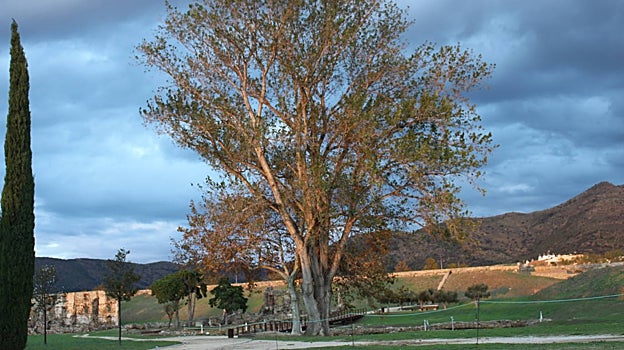Antiguamente, hasta este chopo de la Ciudadela de Rosas llegaba el mar