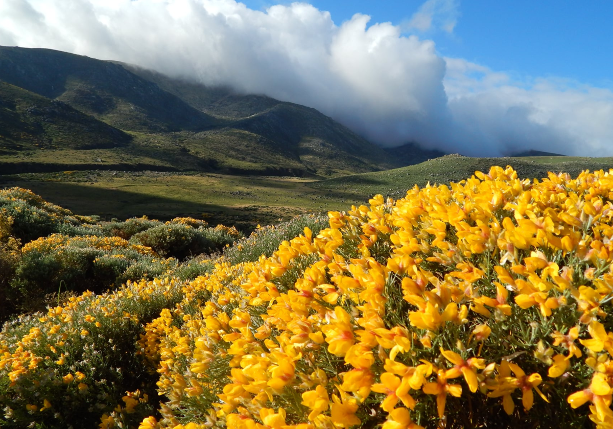 Espectáculo del piorno en flor en la Sierra de Gredos