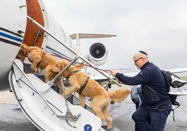 Una empresa ofrece vuelos chárter de lujo para mascotas y sus dueños