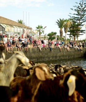 Imagen secundaria 2 - Ritual del `Baño de las cabras' en Puerto de la Cruz