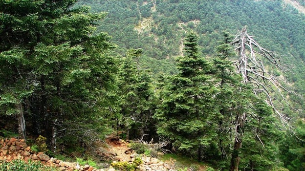 En Los Reales de Sierra Bermeja se encuentra uno de los bosques de pinsapos más importantes del mundo