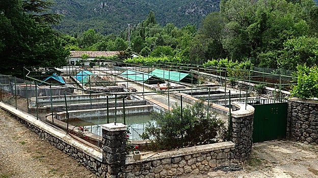 Piscifactoría truchera