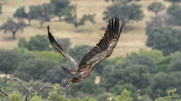 El Soto de Viñuelas cuenta con una importante fauna avícola