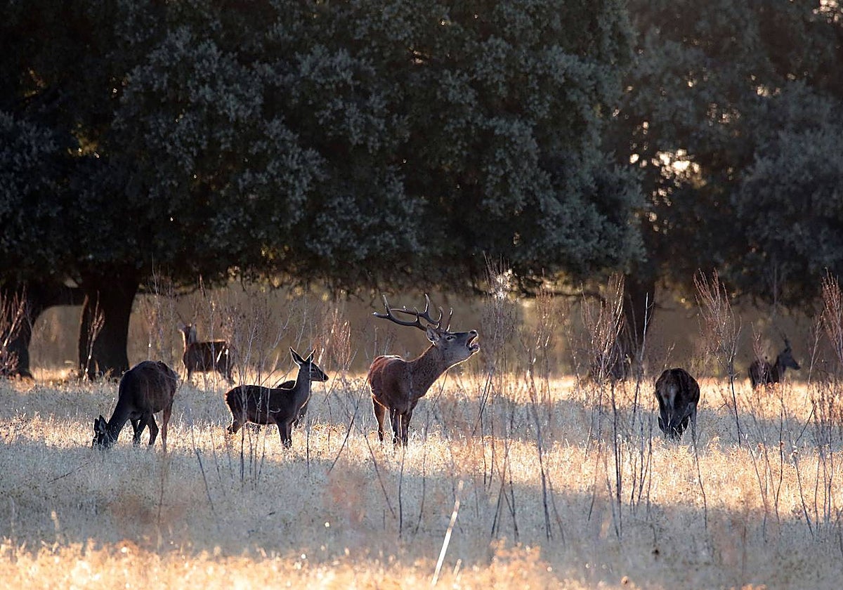 El rito de la berrea del ciervo atrae a miles de personas en Andalucía
