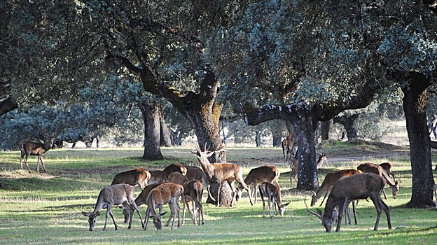 La berrea en la sierra cordobesa