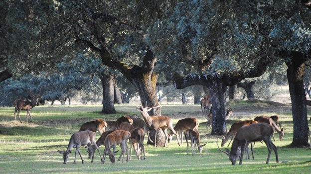 La berrea es un espectáculo natural de gran belleza, que se puede disfrutar en la provincia de Jaén