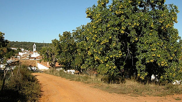 Ruta de los castaños en Los Marines