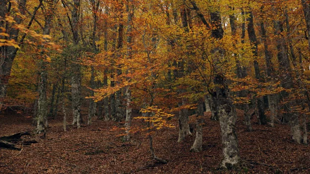 Imagen del Hayedo de Montejo, Patrimonio Natural de la Humanidad