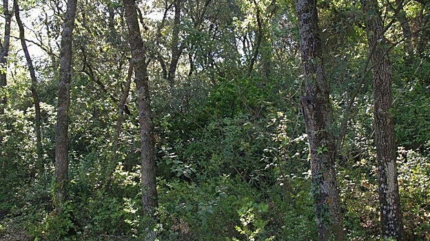 Bosque de La Bañizuela en Torredelcampo (Jaén).