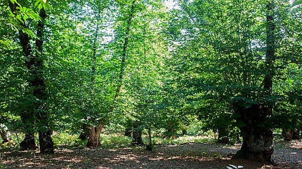Bosque Encantado en el Parque Natural de Sierra de Aracena en Huelva.
