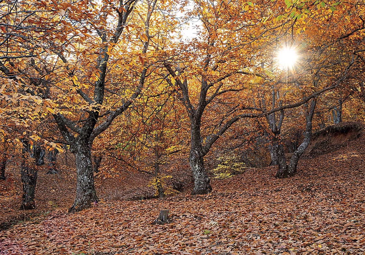 Bosque de Cobre en el Valle del Genal en Málaga.
