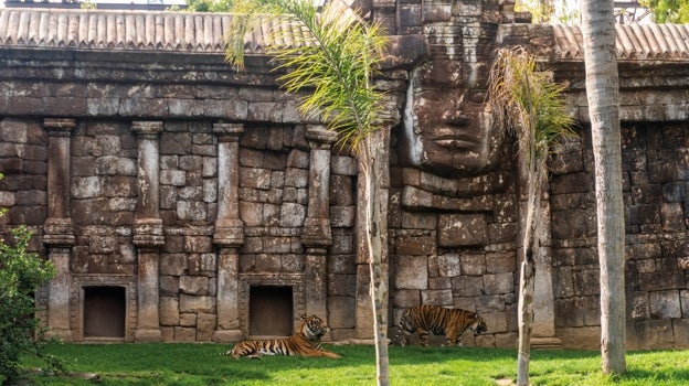 Ruinas del imperio Jemer con tigres en Bioparc en Fuengirola.