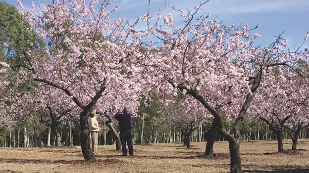 Imagen de los almendros en flor del Parque Quinta de los Molinos