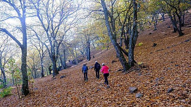 Es muy popular hacer senderismo entre los castaños