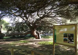 El pino centenario del parador de Mazagón, un precioso monumento natural sobre las dunas fósiles del Asperillo